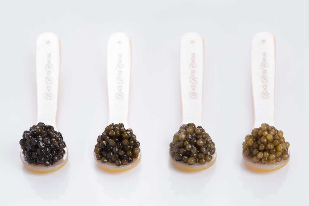 caviar-101-everything-you-need-to-know-about-caviar-gourmet-life