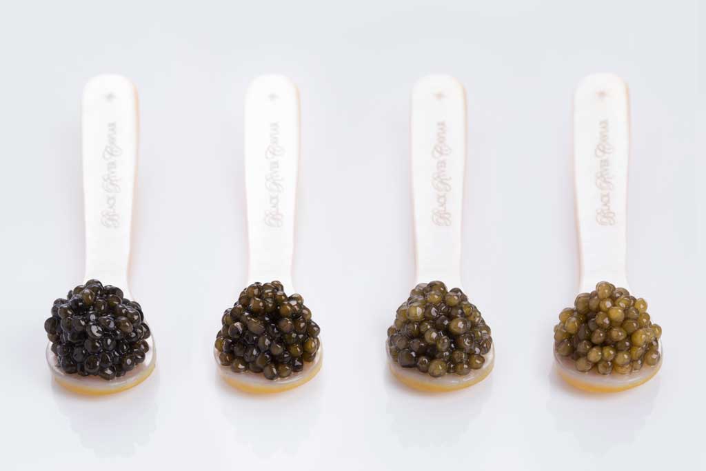 Caviar 101
