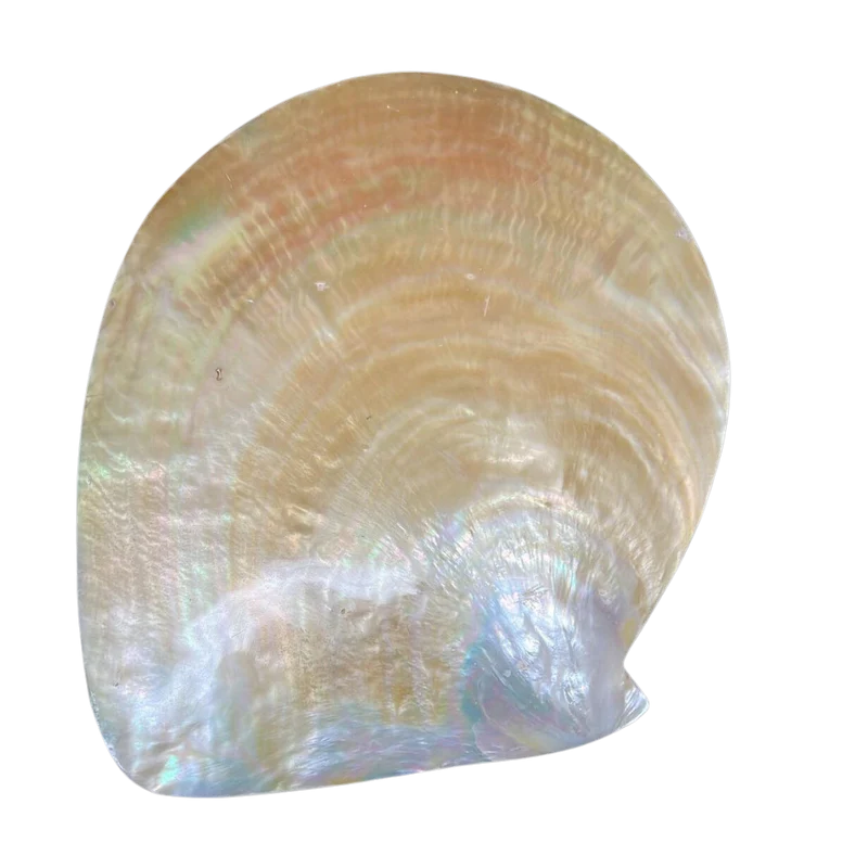 Mother of Pearl Shell KK.13